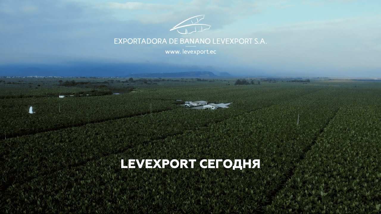 Качество наш приоритет #distributor #Ecuador #bananas  #bananas