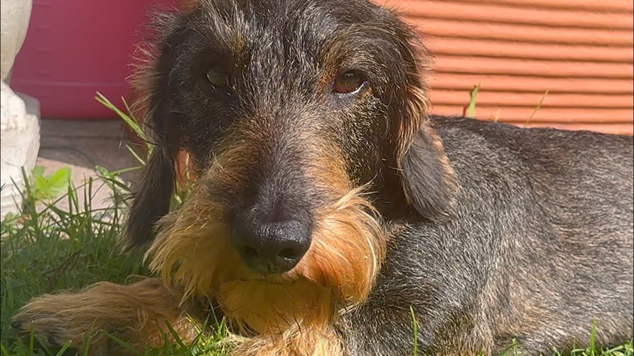 No One Works Harder Than Dachshund Teddy 😂