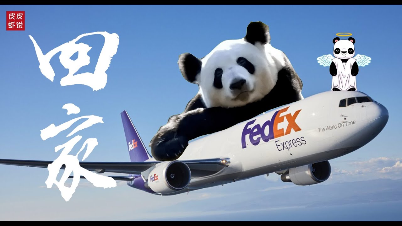【丫丫】4.26日美国中部时间11:59AM起飞回国！FedEx航班号FDX9759 孟菲斯——上海浦东. 恭迎长公主回府！||皮皮虾说