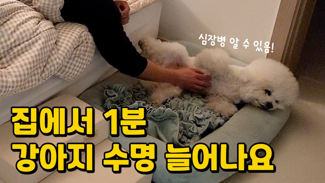 강아지 심장, 소화, 눈 건강 집에서 1분이면 알 수 있습니다 (수의사 극찬! 매일 해주세요)