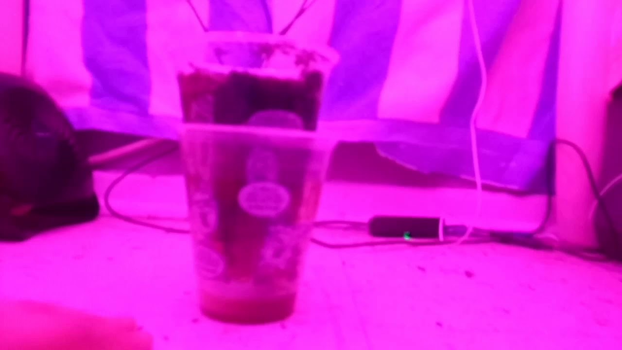 WEED GROW!! GERMINATION!! GORILLA GLUE INDOOR 2020