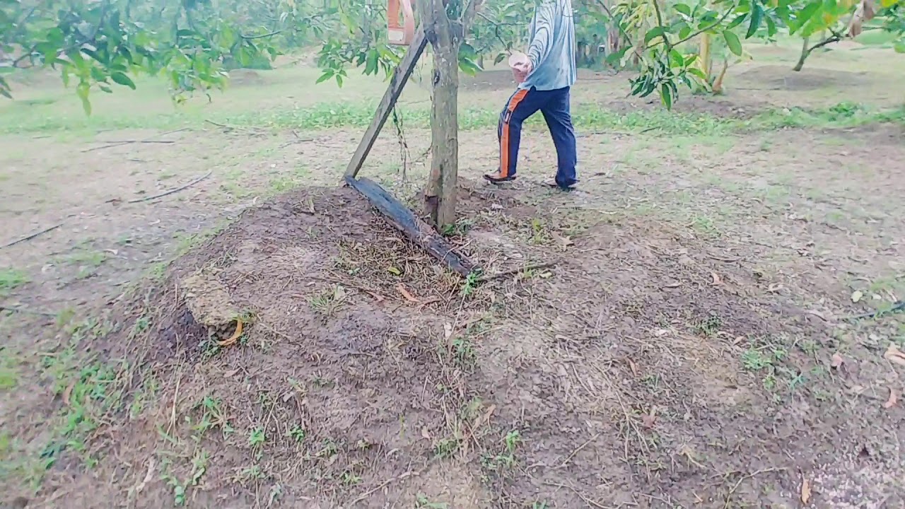 kebun: aktiviti menabur baja di kebun harum manis Perlis