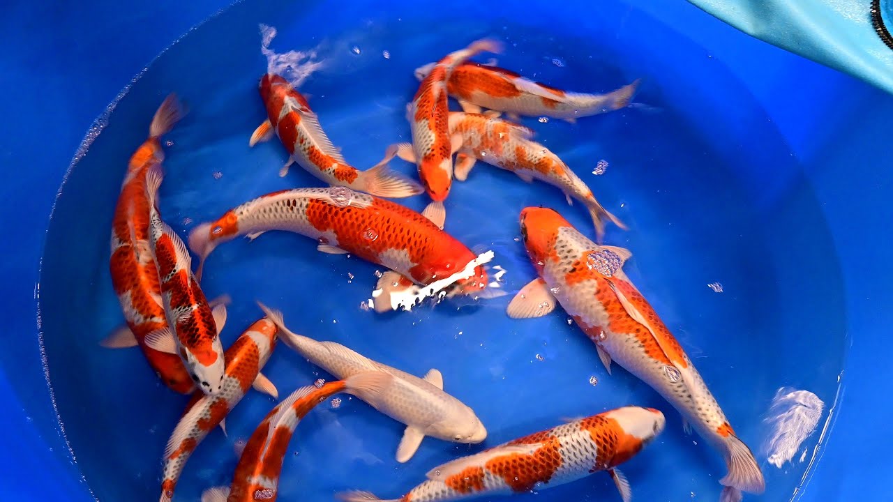 Modern Koi Home Entertainment - Folge 111
