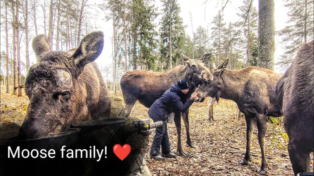 MOOSE LOVE WARNING 🌟❤️