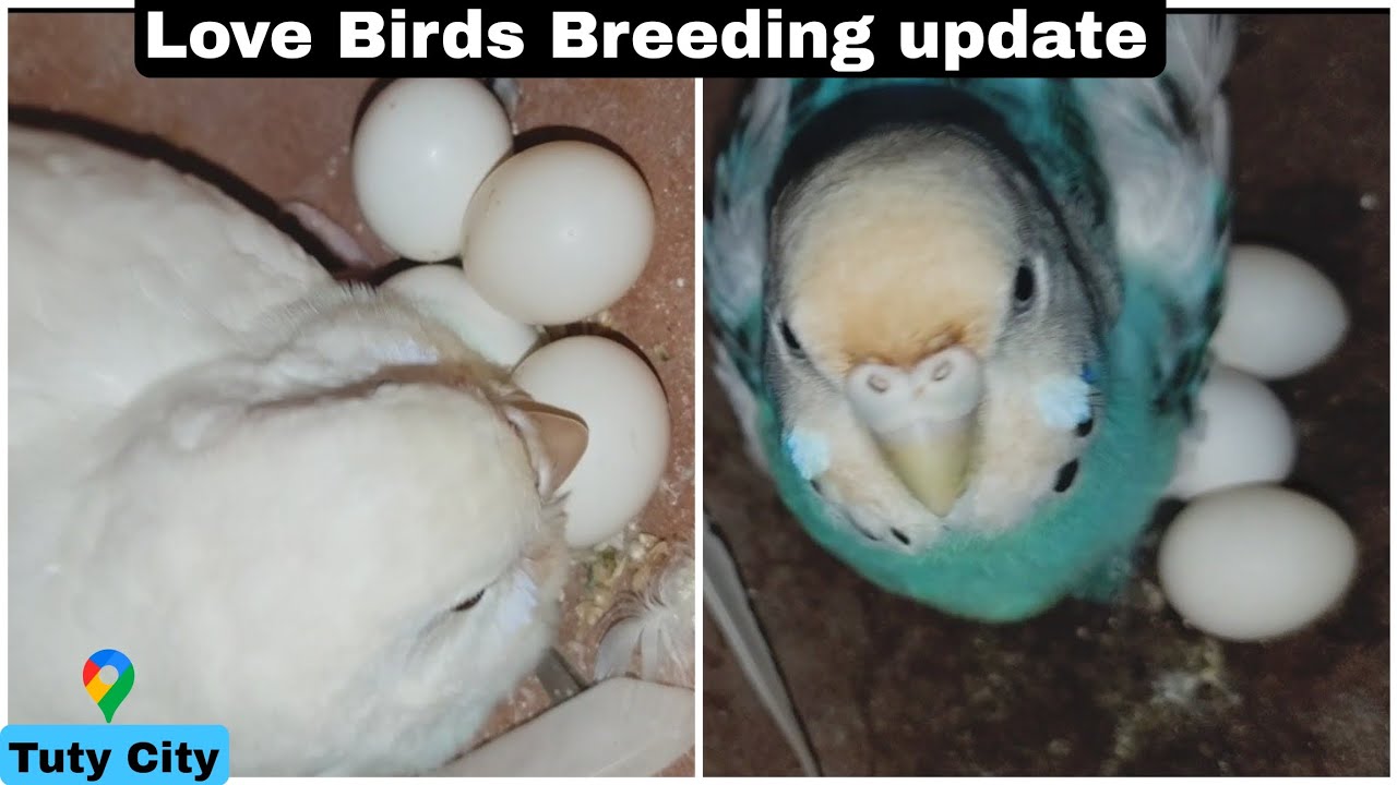 Love Birds Breeding update Tamil egg and chicks videos 
