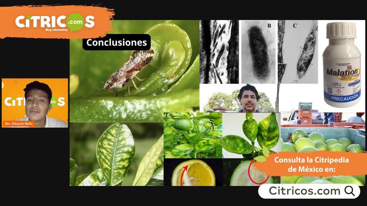 Identificación y manejo de Diaphorina citri 🦟🍋👨‍🌾