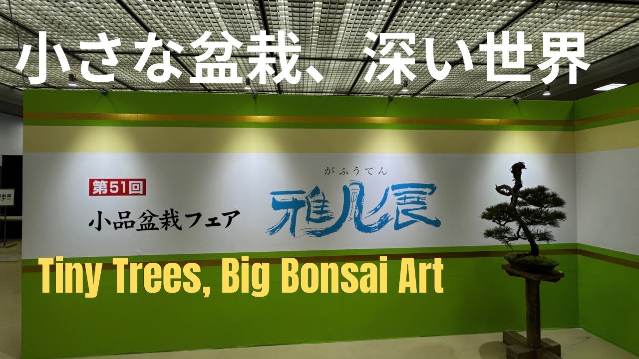 💖Why Shohin Bonsai Captivates Experts 🌲 第51回 雅風展 | Insider View from Japan🇯🇵