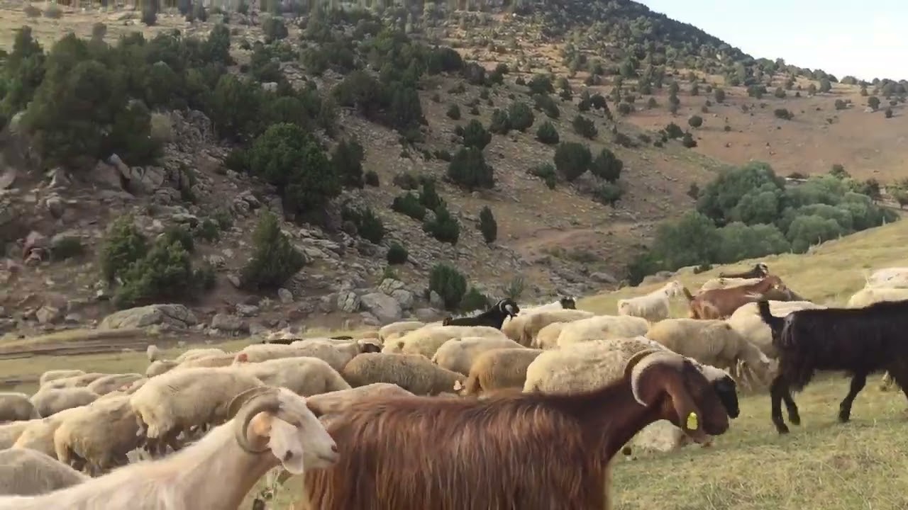 Emirdag Türkmen köy yaylası