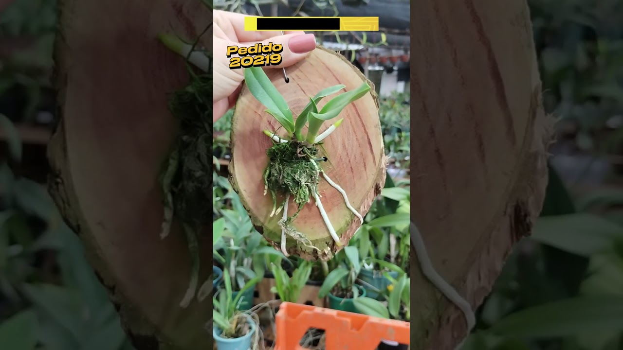 Orquídeas Esplêndidas neste Pedido!!! PEDIDO 20219