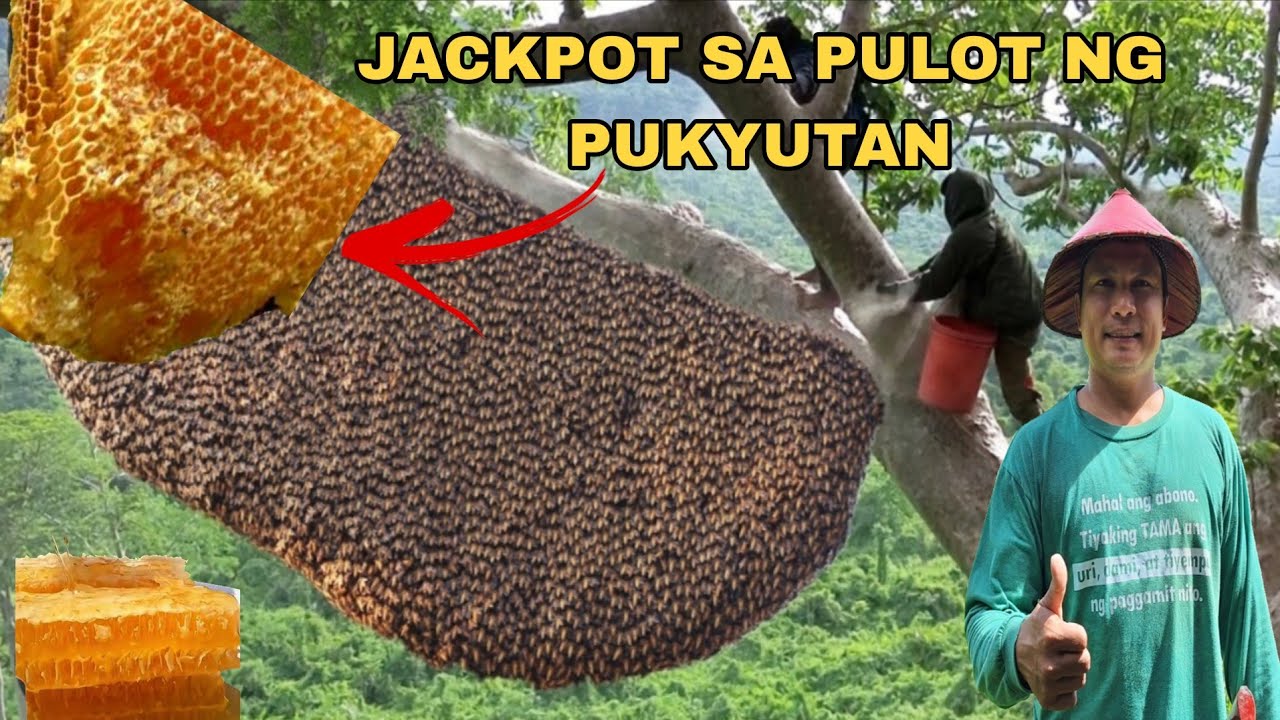 PAMUMUHAG NG PUKYUTAN KASAMA MGA  KUMPARIHAN ANG DAMING PULOT
