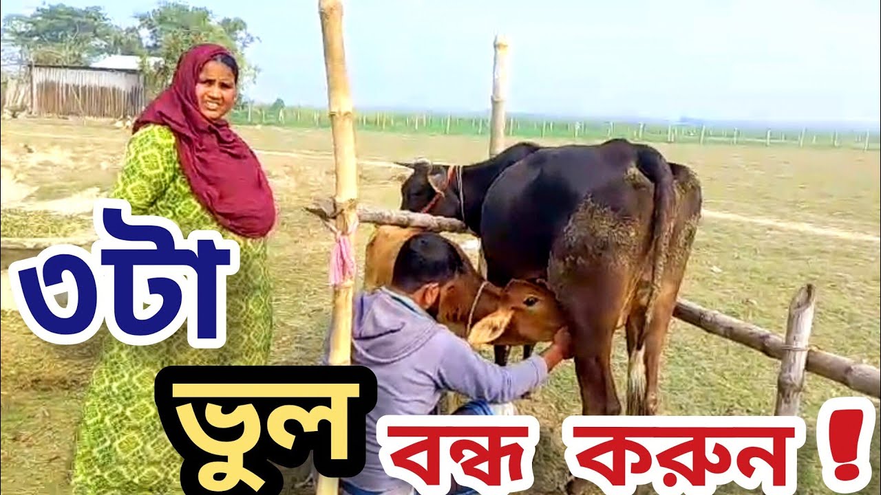 শীতে গাভীর যত্ন: ৩টা ভুল বন্ধ করুন! দুধ কমবে না ।