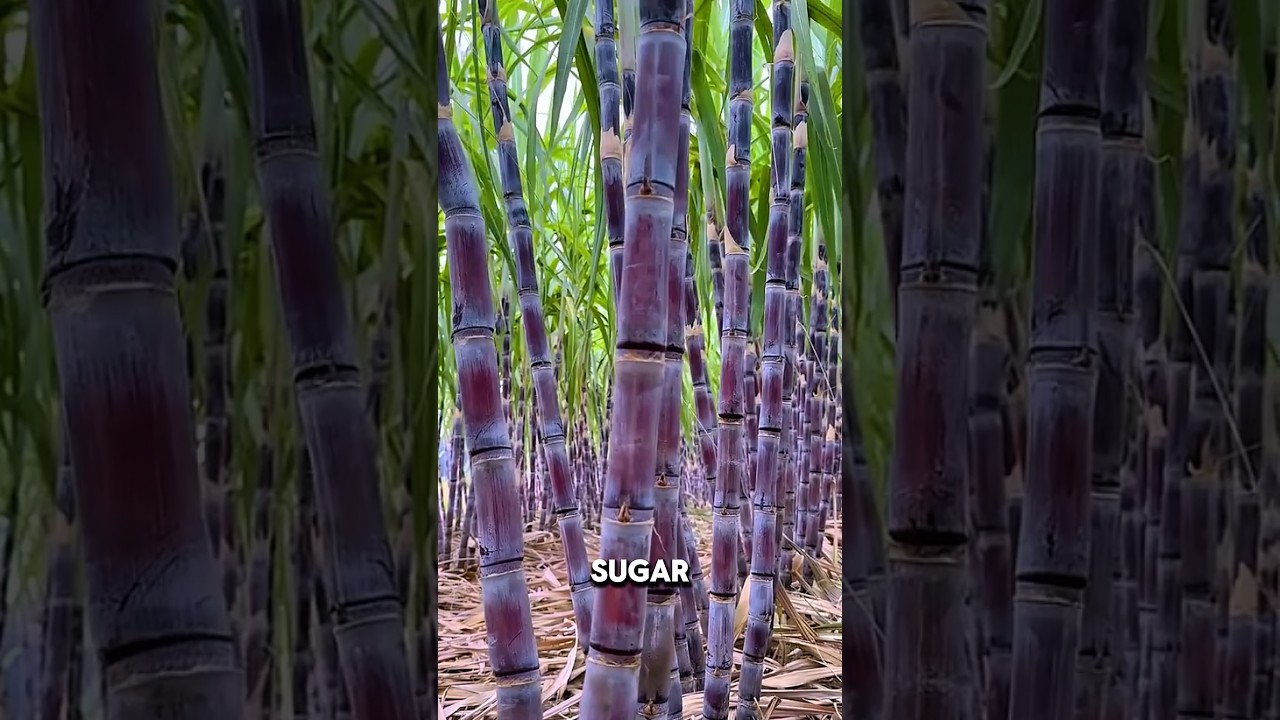 5 Fruits With Insane Textures You Have to Experience 🤯🍉