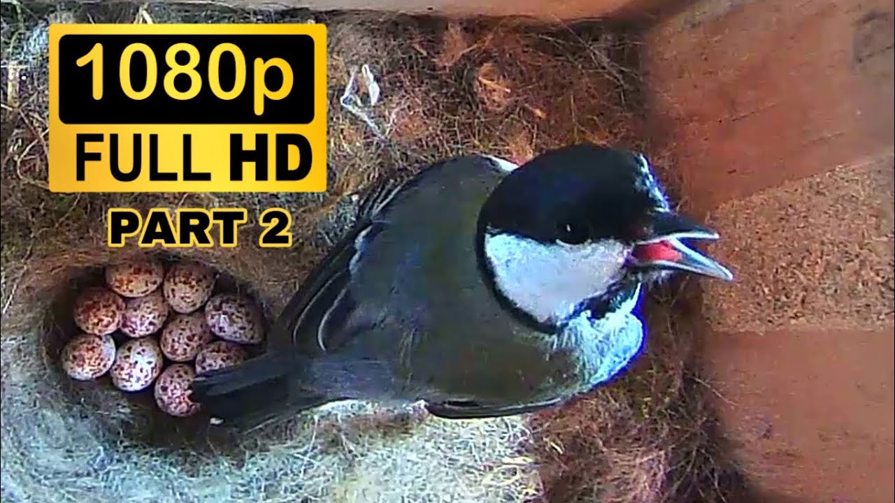 Great Tit Nesting Box - 10 Eggs - Part 2