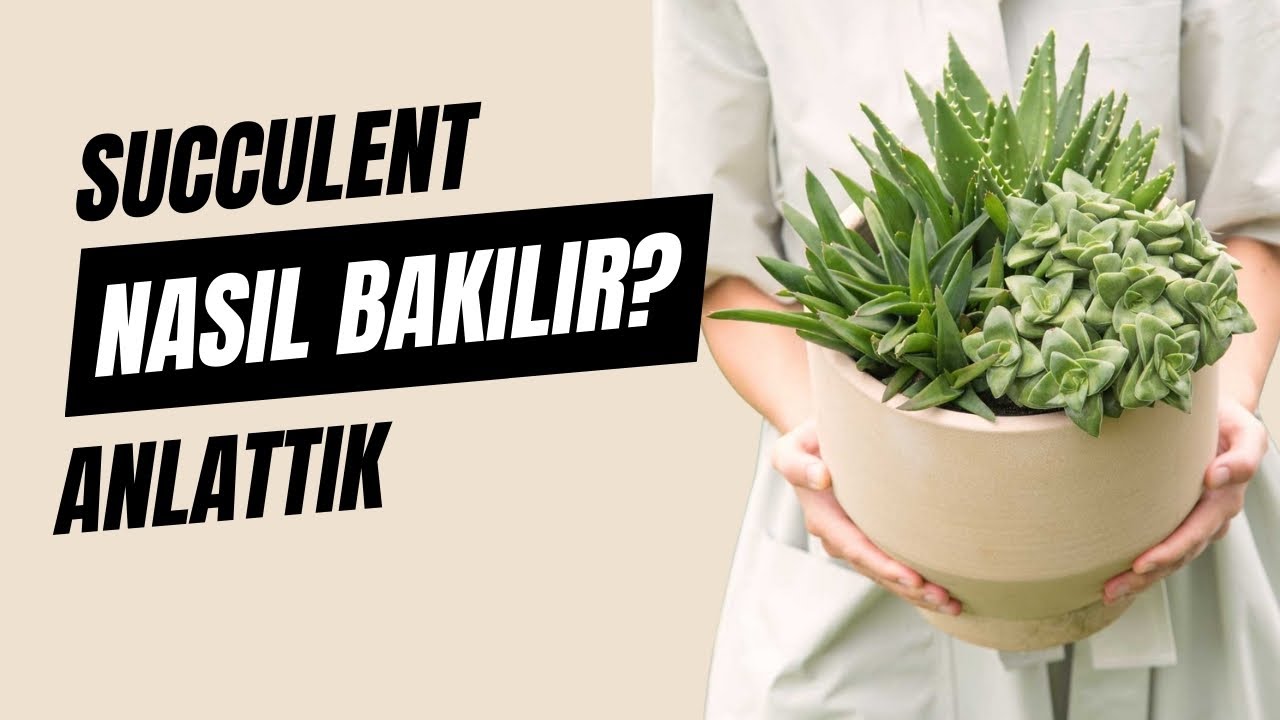 Succulent (Sukulent) Bakımı - Queen&reg; T&uuml;rkiye