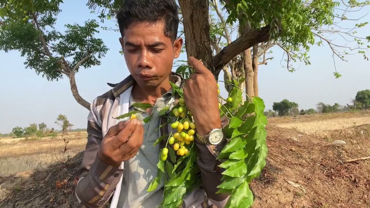 ផ្លែស្តៅត្រូវថ្នៅច្រើនមុខ
