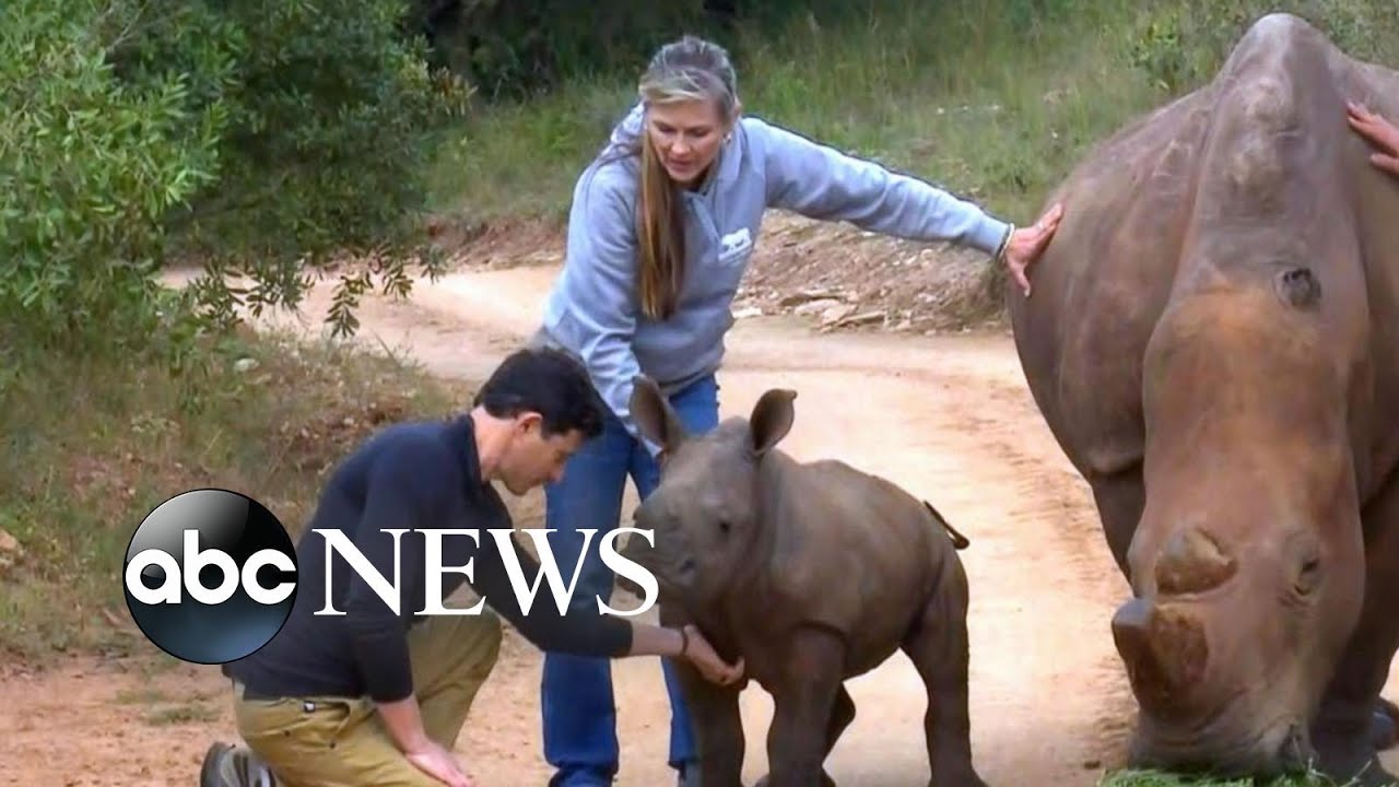 Baby rhinos give hope to saving endangered species | Nightline