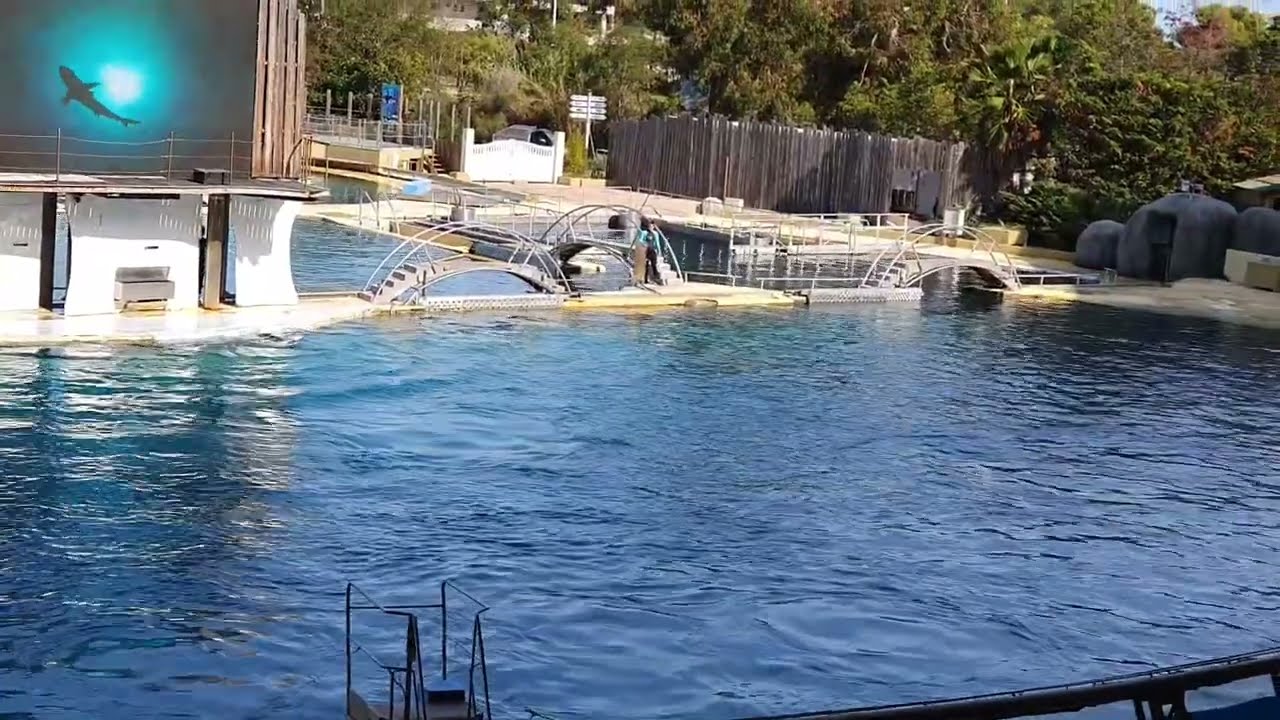 marineland spectacle complet orques