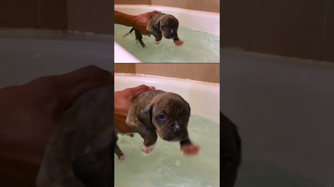 Puppies learning to swim is literally the CUTEST 🥰 #ytshorts #shorts #puppy #dog #swimming