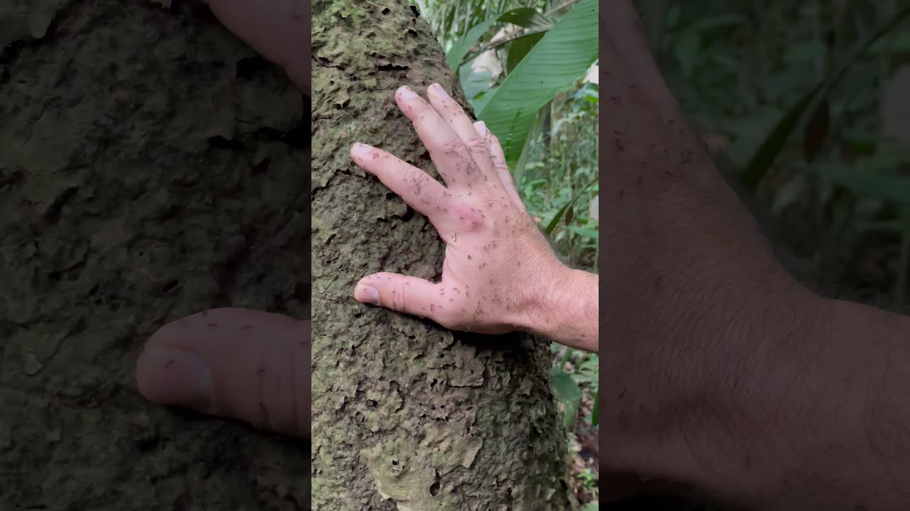 Repelente natural de formigas tapiba na selva amaz&ocirc;nica