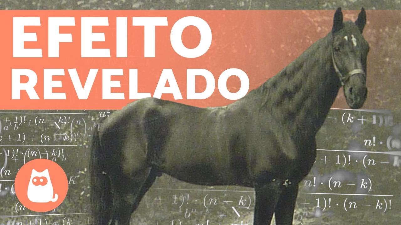 O CAVALO esperto que aprendeu MATEM&Aacute;TICA 🐴➕ (CLEVER HANS)