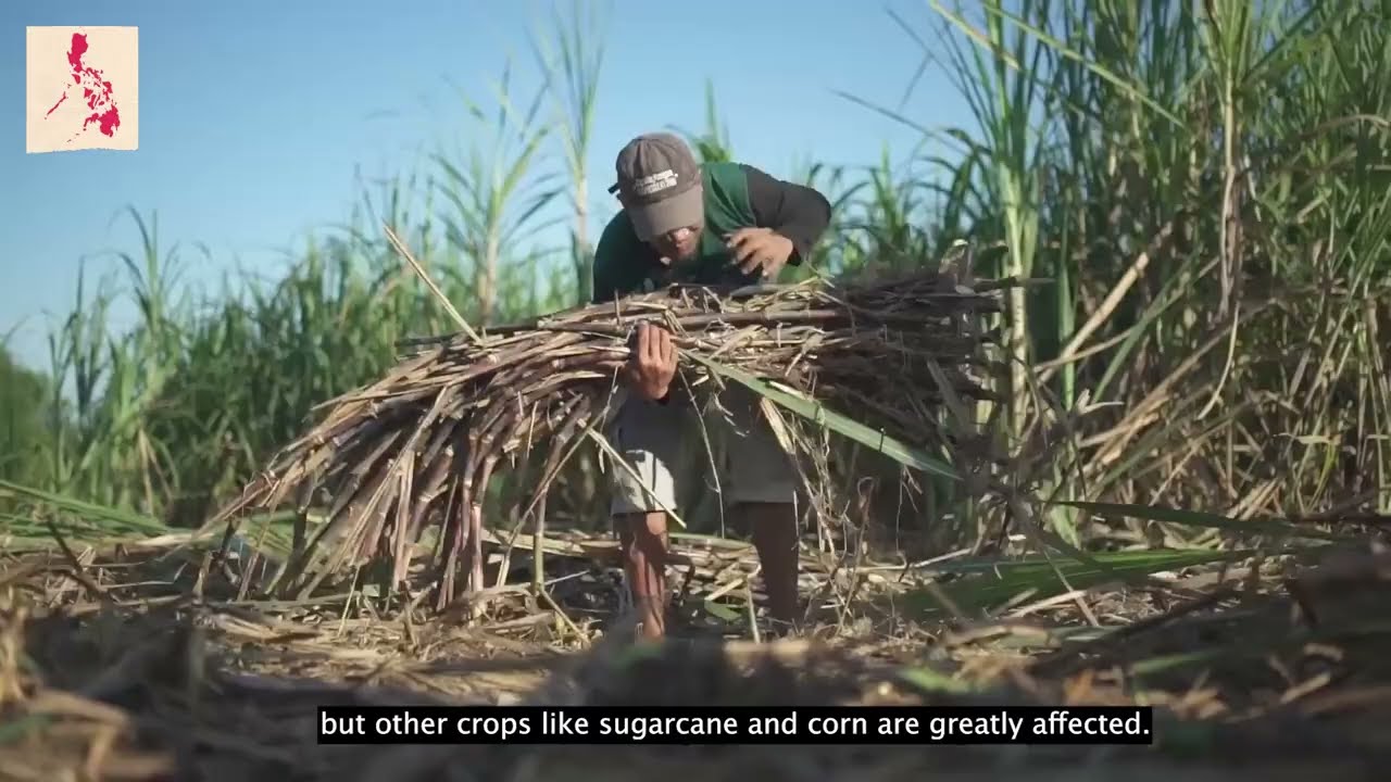 Intercropping vegetables and sugarcane to adapt to climate change in the Philippines