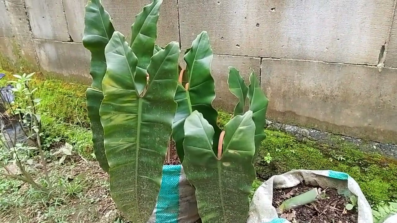 Philodendron spiritus sancti (Tanaman Hias) Langka + Mahal