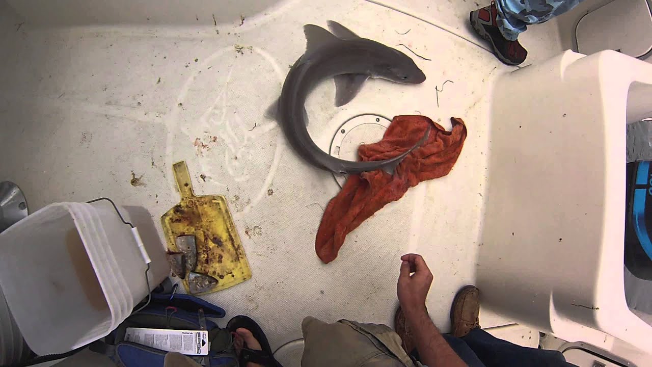 A pretty Large Sandshark I caught on the boat