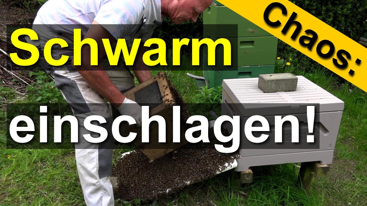 Bienen-Chaos geht weiter: Schwarm einschlagen in Langstroth Paradise Honey Bee Box