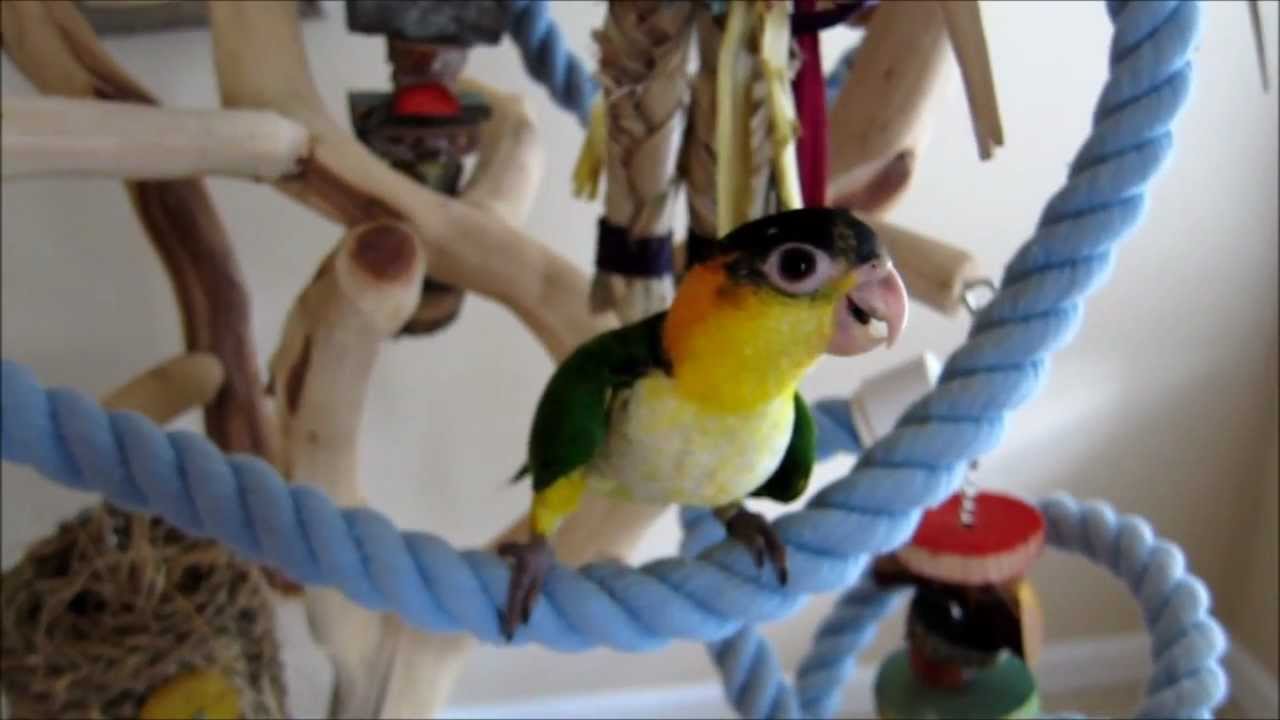 White Bellied Caique Babies -- 9-10 weeks old