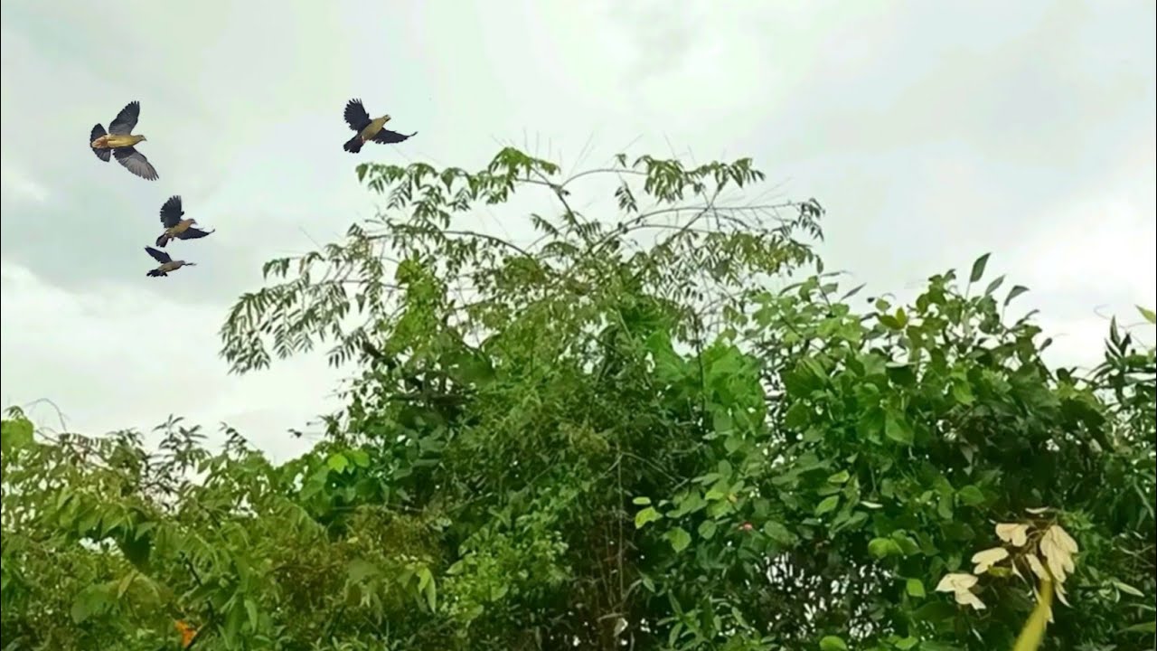 MULUT BURUNG PUNAI HASILNYA MANTAP 