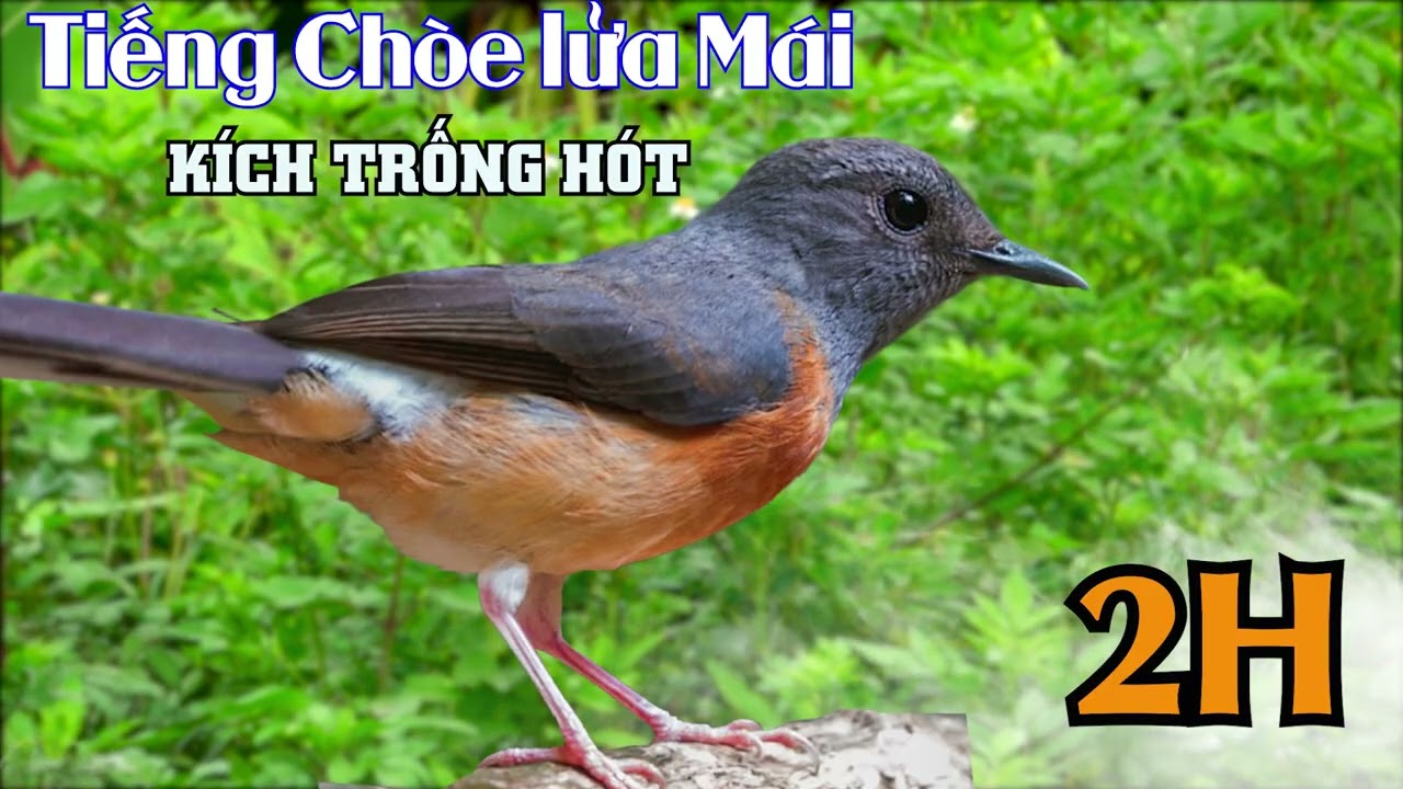 Chòe Lửa Mái Kích Trống | Tiếng Chòe Lửa Mái Hót Tạch Kích Làm Bổi Căng Lửa Nhanh.muraibatu,บินหลาดง