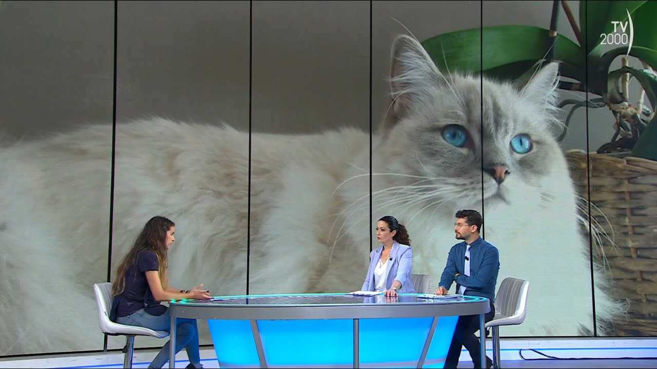 Di Buon Mattino (TV2000) - Difendere gli animali: guardie zoofile e indicazioni in caso di emergenza