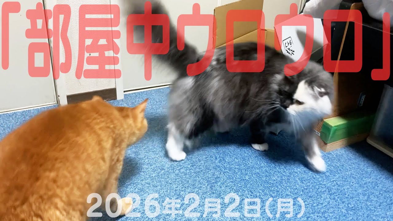 我が家の猫たち「部屋中ウロウロ」2026年2月2日(月) 