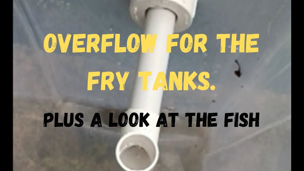 DIY Fish safe PVC Overflow for the Goldfish fry tanks.