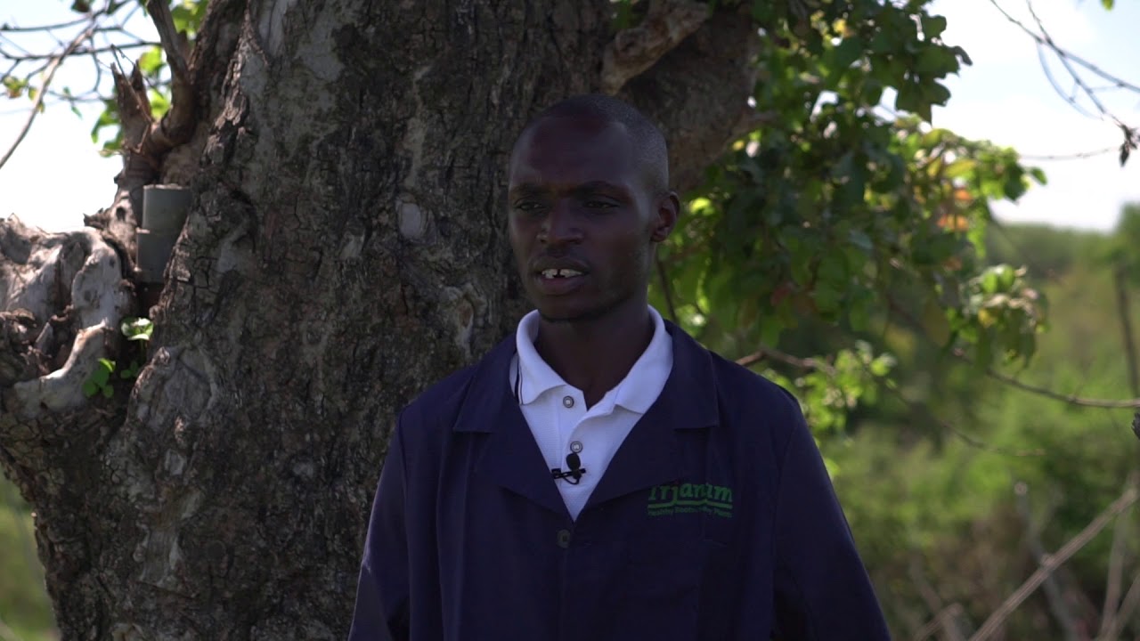 Managing Tuta Absoluta through biological crop protection approaches - Tutasan trap
