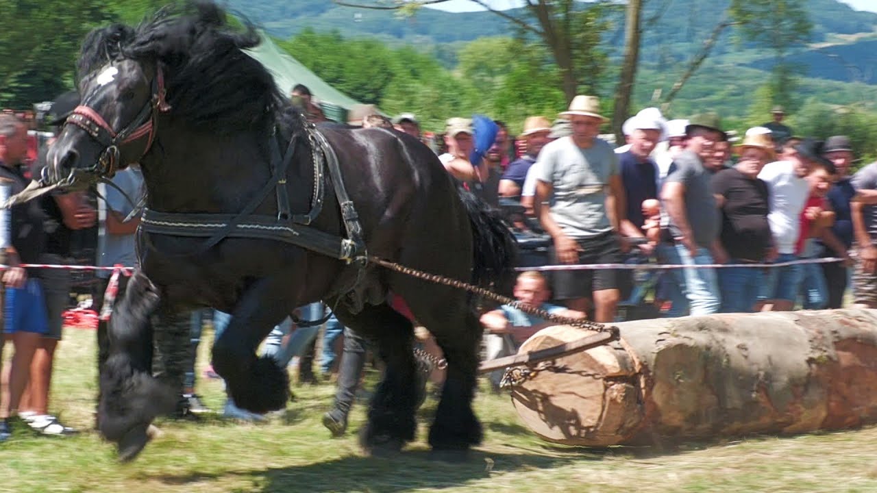 Cai de tracțiune proba de simplu Cămărzana - Satu Mare 2 August 2025