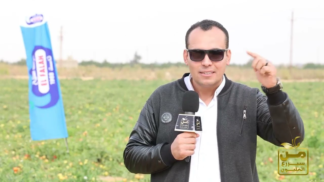 روحنا المنيا وشفنا ملوك زراعة الطماطم في مصر.. إنتاج خيالي في قلب الصحراء ❤️💪