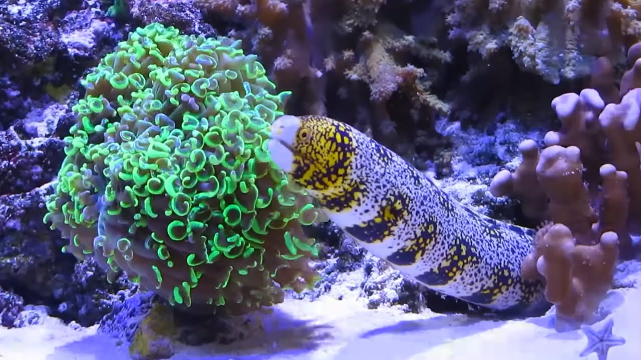 Mur&egrave;ne echidna nebulosa en aquarium d'eau de mer