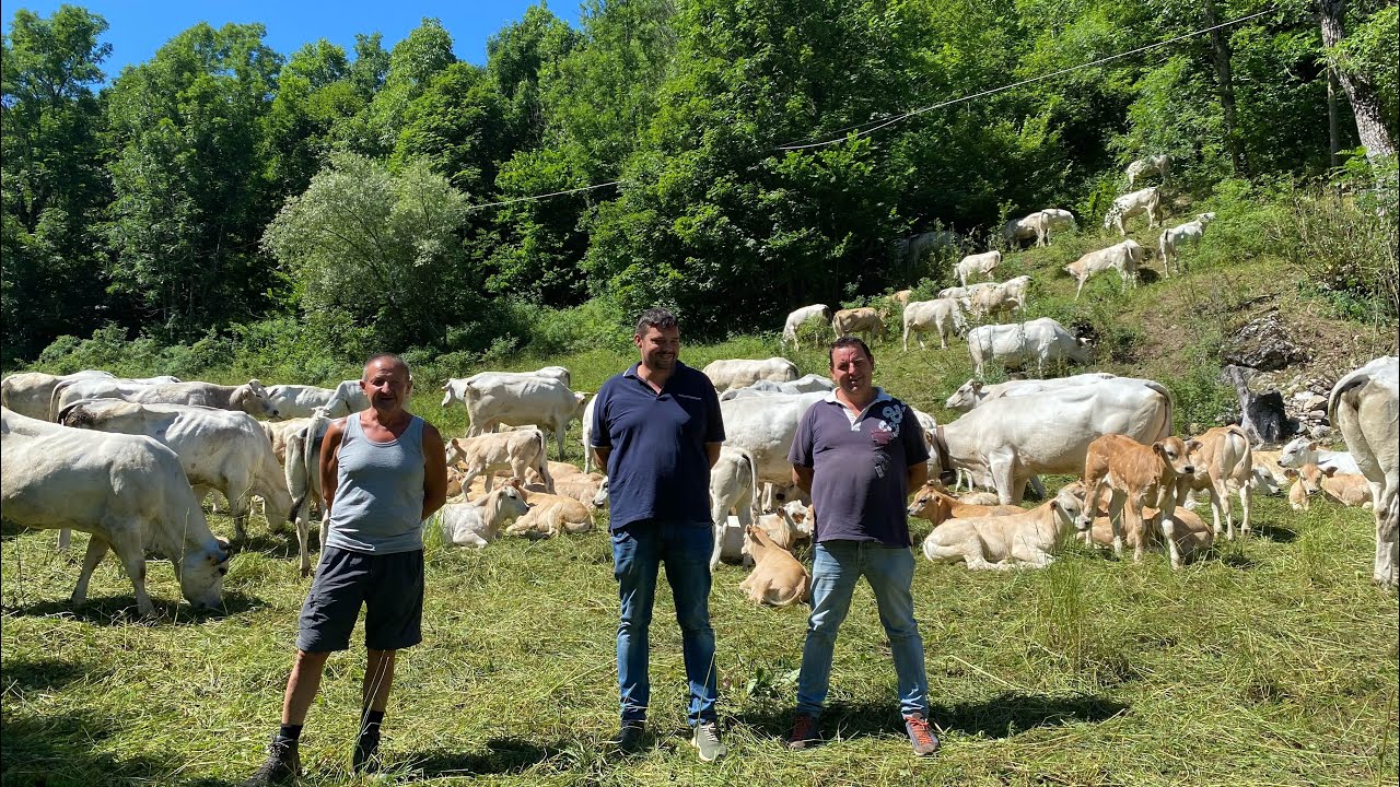 Alpeggi sottratti ai Malgari storici di Limone Piemonte Aiassa,Bodino,Bertaina,Viale Davide  Luciano