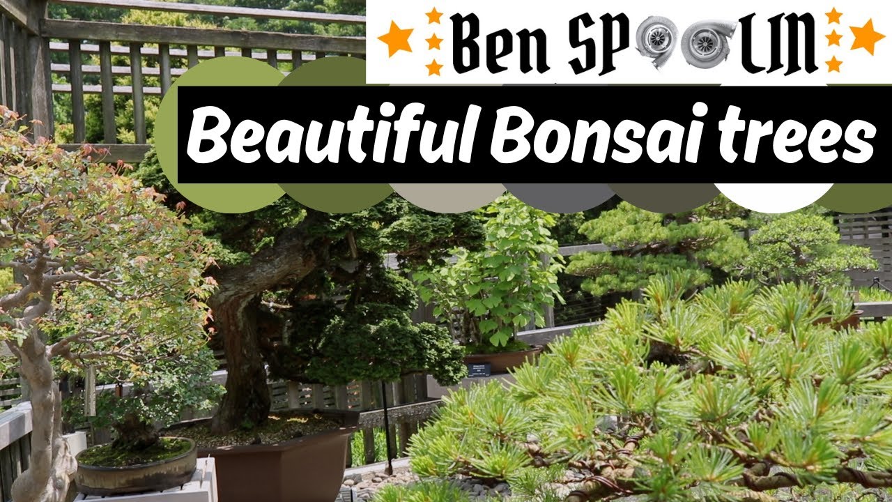 Beautiful BONSAI trees at the Arnold Arboretum in Boston