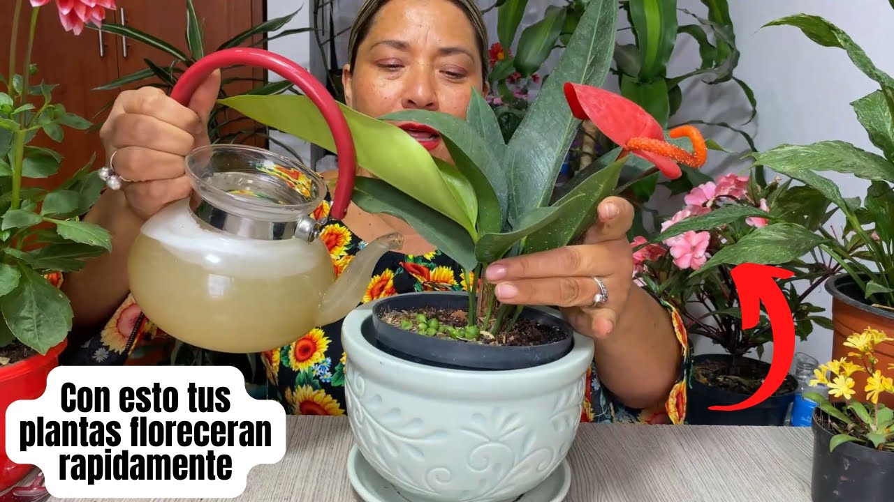 Aplica esto a tus plantas y te regalaran explosion de flores
