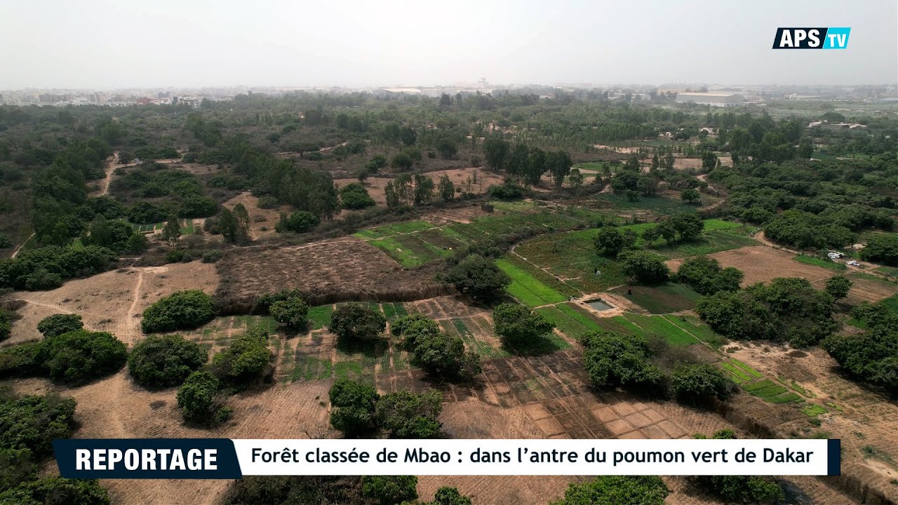 Forêt classée de Mbao : dans l’antre du poumon vert de Dakar