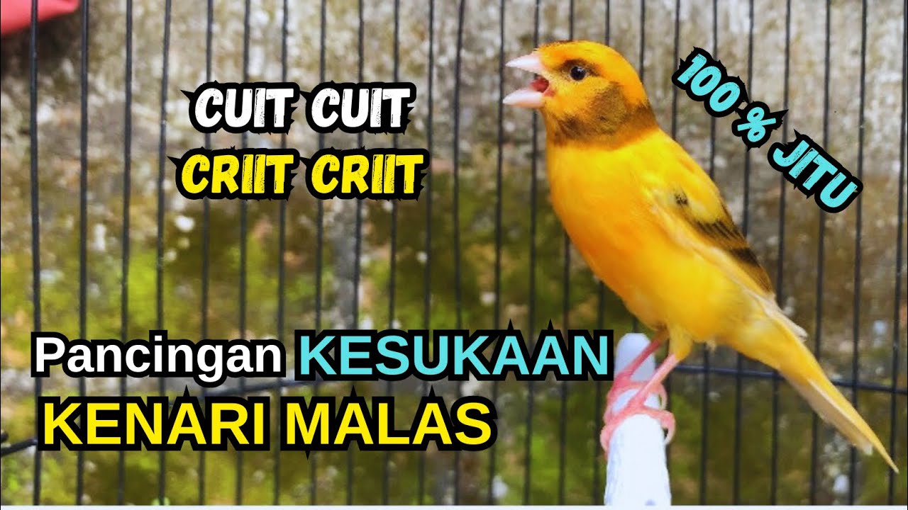 Kenari gacor NGEROL PANJANG cocok untuk PANCINGAN KENARI PAUD bikin BURUNG KENARI GACOR PANJANG