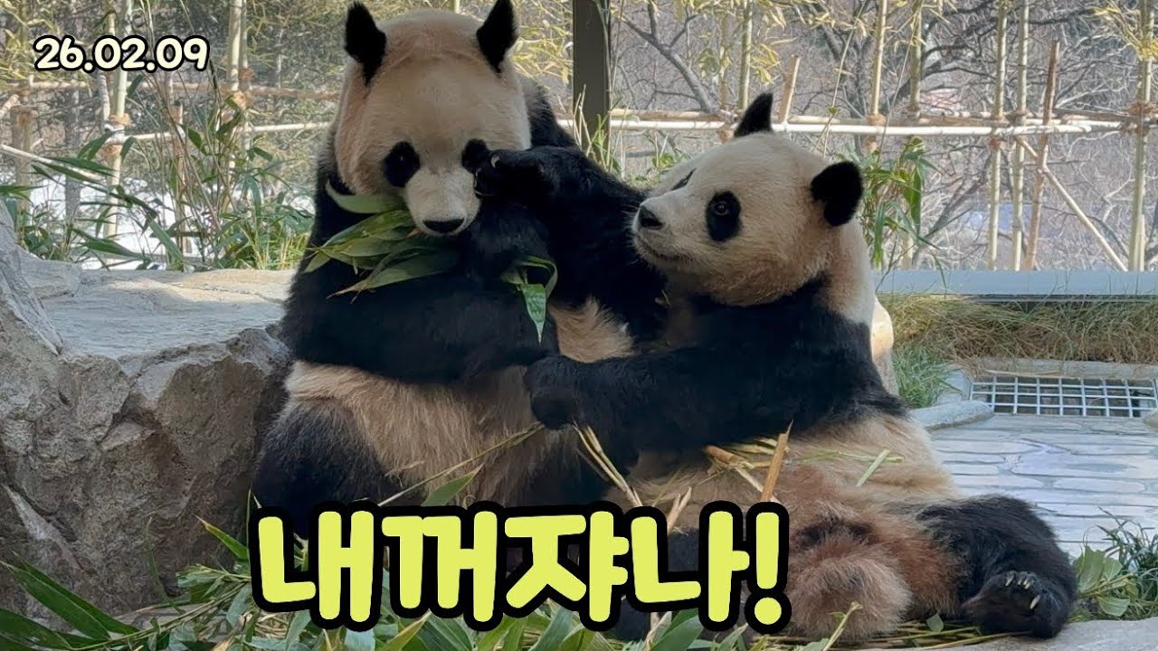 26.02.09 얼음땡도 같이하고 대나무도 나눠먹어요🤣🥰