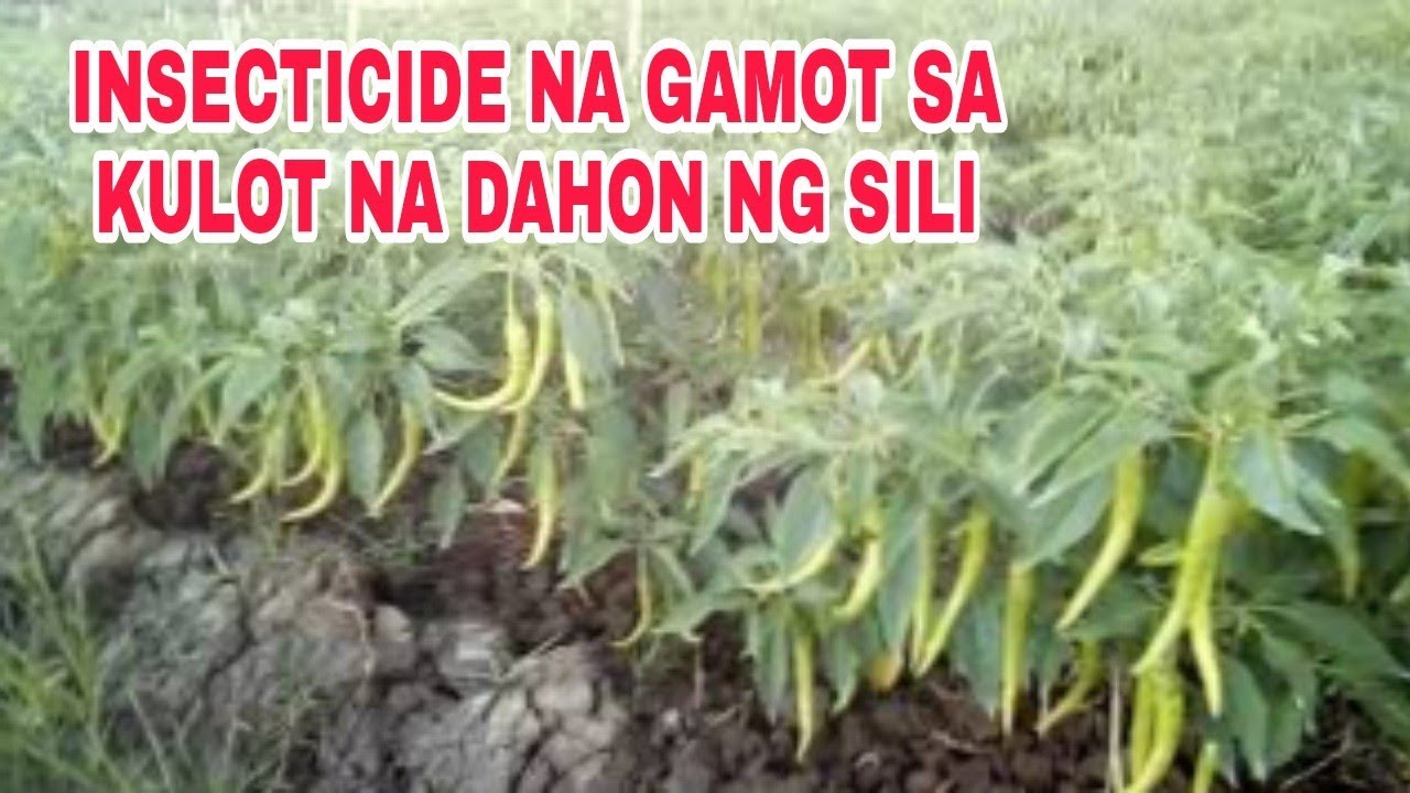 PAANO GAMUTIN ANG KULOT NA DAHON NG SILI