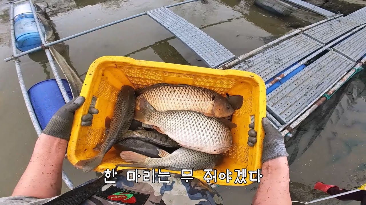 무 보양시키기