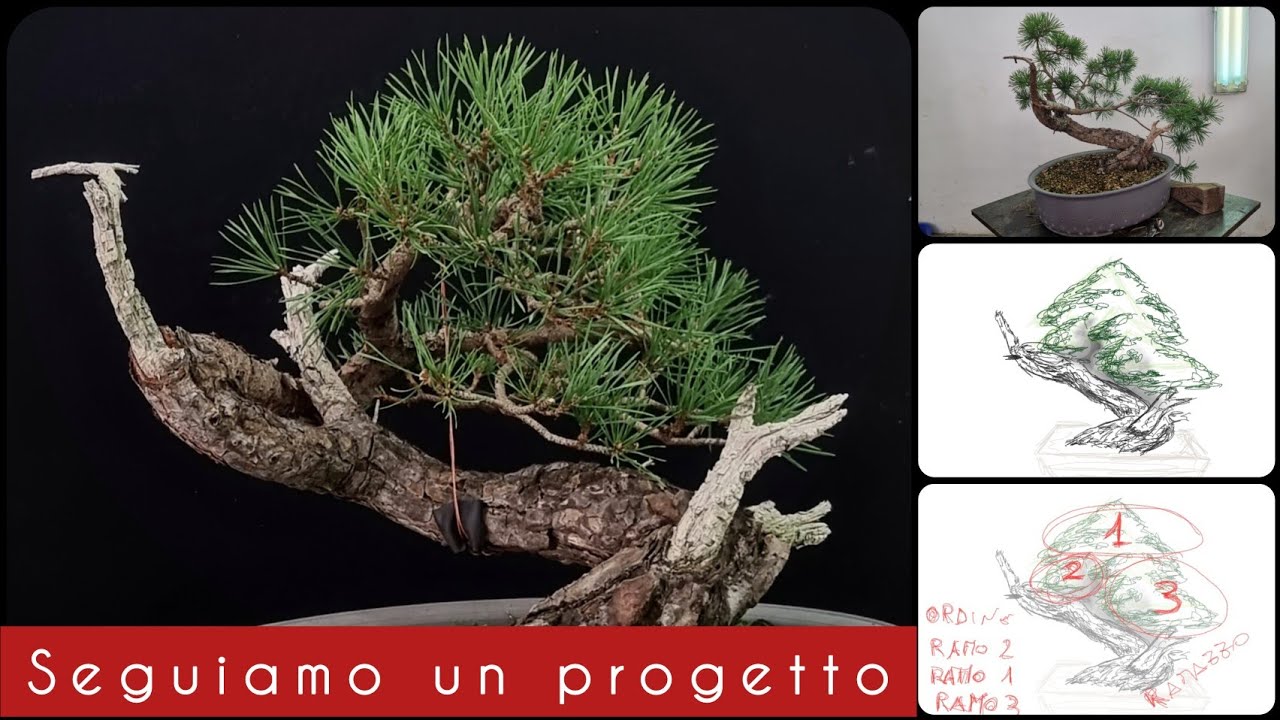 Puliamo gli aghi e potiamo un bonsai di pino silvestre