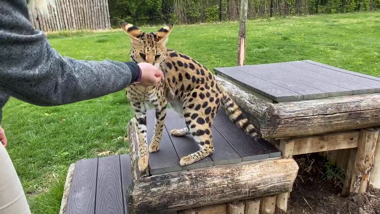 Home Safari - Serval - Cincinnati Zoo