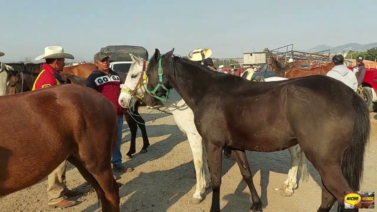 POTROS DESDE $ 7000 MIL PESOS,PLAZA GANADERA CIENEGUILLAS EDOMEX,JUEVES DE CABALLOS Y TOROS BARATOS.