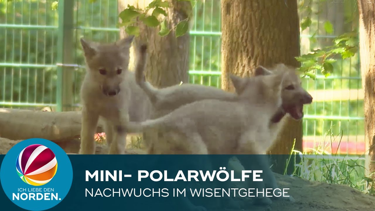 Nachwuchs bei den Polarwölfen im Wisentgehege Springe